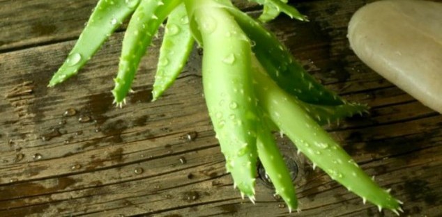 L'aloe vera, une elixir beauté naturelle